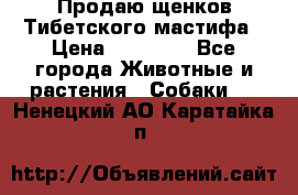 Продаю щенков Тибетского мастифа › Цена ­ 45 000 - Все города Животные и растения » Собаки   . Ненецкий АО,Каратайка п.